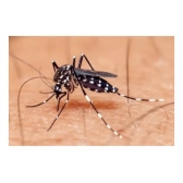 Trofeu 40 Contra Escorpião Pulga Barata Aranha
