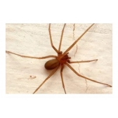 Trofeu 40 Contra Escorpião Pulga Barata Aranha