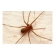 Trofeu 40 Contra Escorpião Pulga Barata Aranha